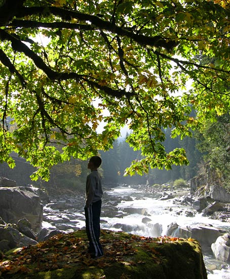 Maple Tree - Eagle Falls